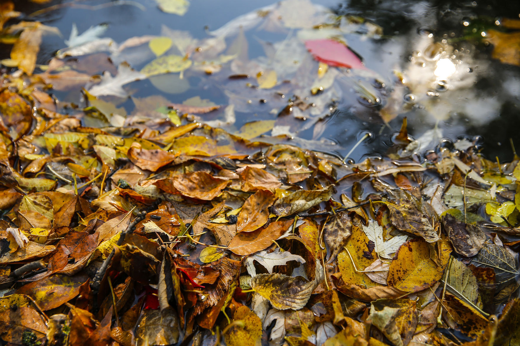 Fall Colors 15